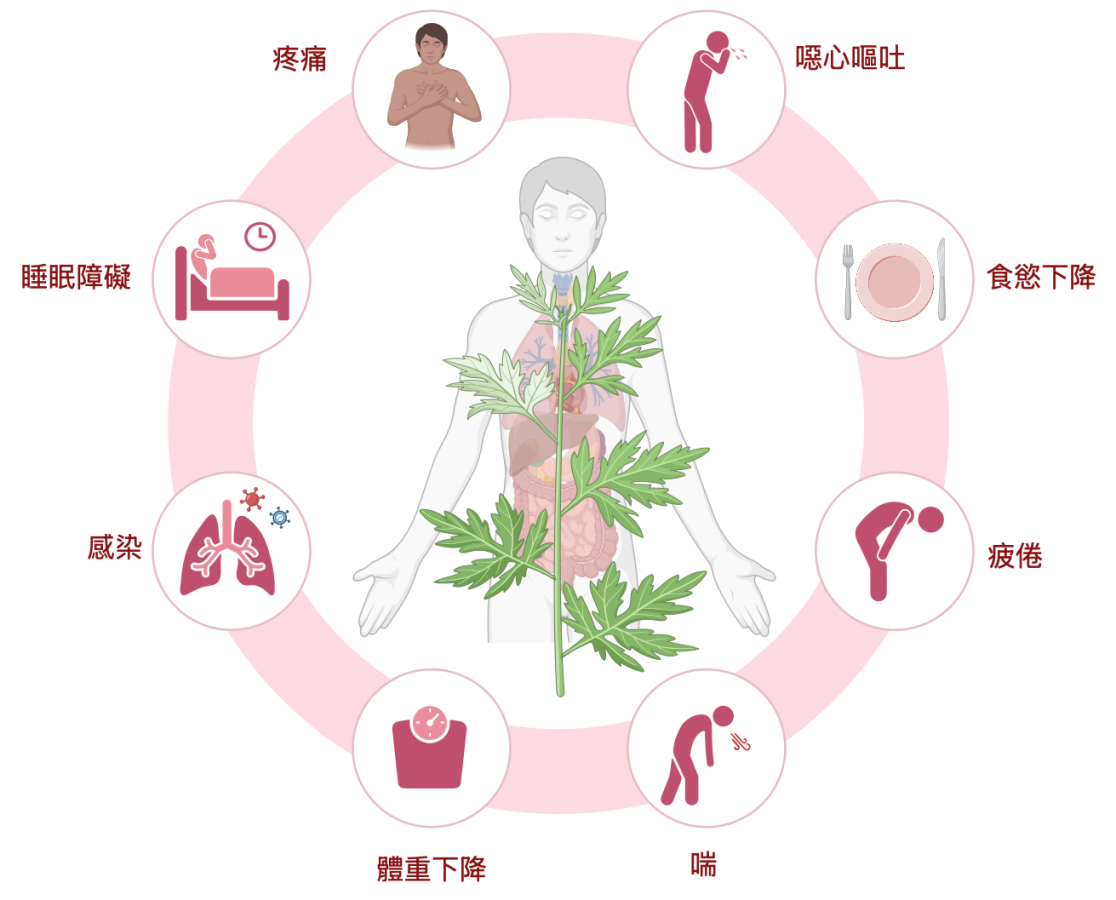 1150212-2-中醫可協助緩解癌症治療期間常見的不適症狀如噁心嘔吐食慾下降疲倦睡眠障礙與疼痛提升病人整體生活品質圖片授權來源license.png
