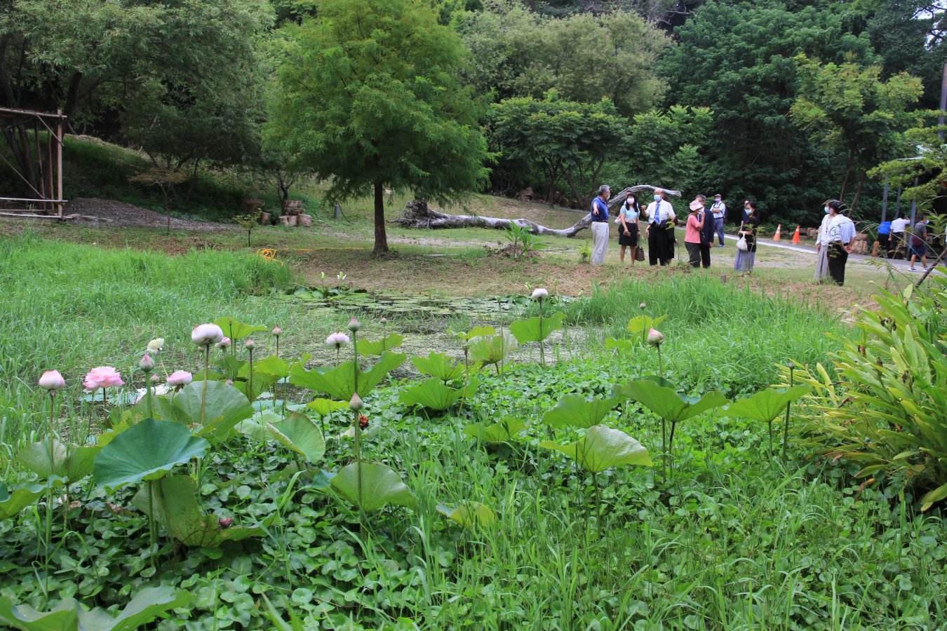 元培校園也有莫內花園是推廣茶陶藝術養生新景點.jpg