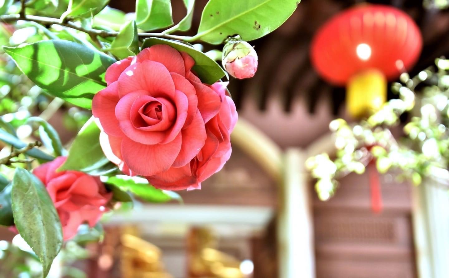 圖3.1山茶花.jpg