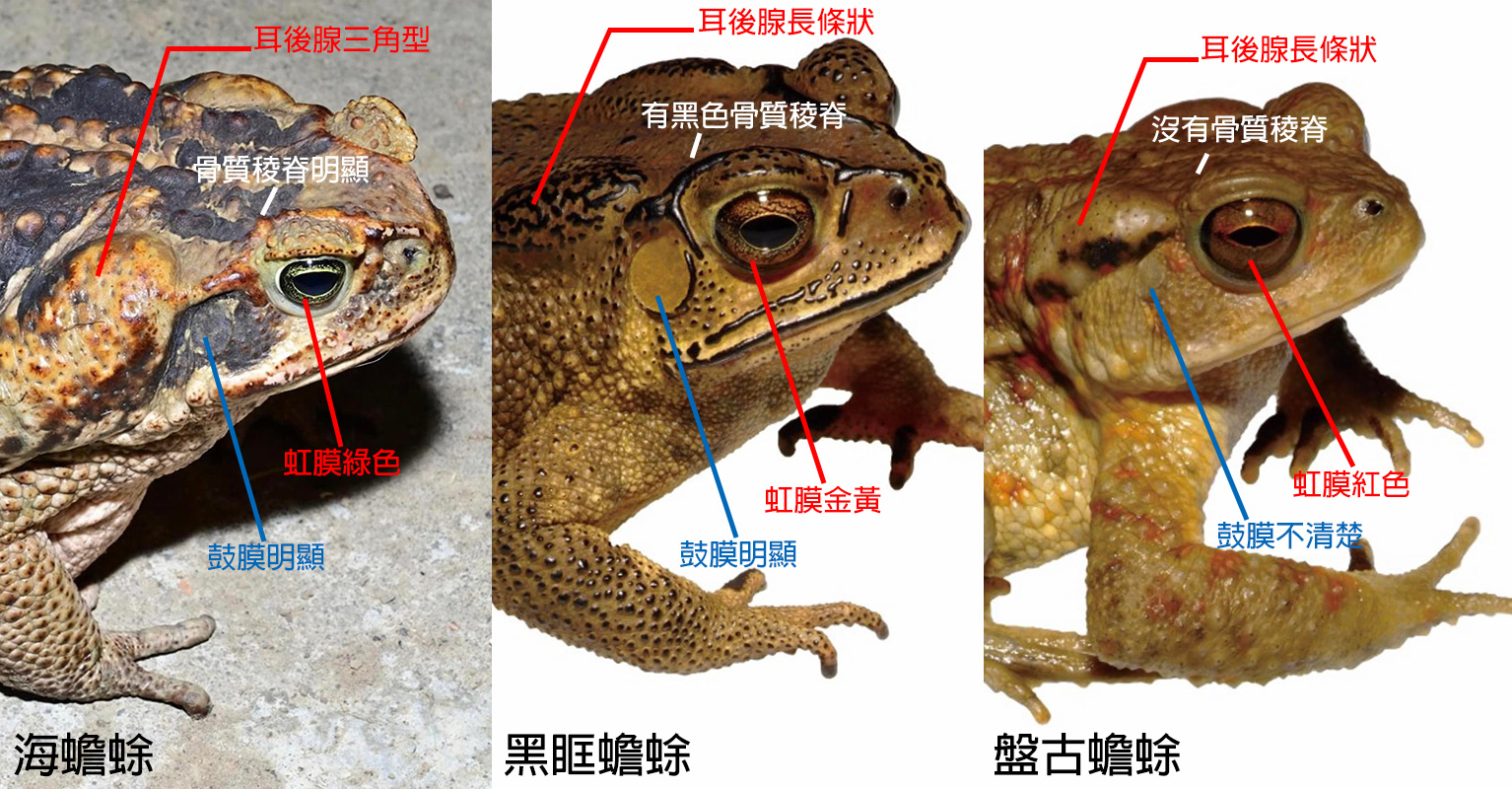 臺灣各種蟾蜍辨識照片_69290.jpg