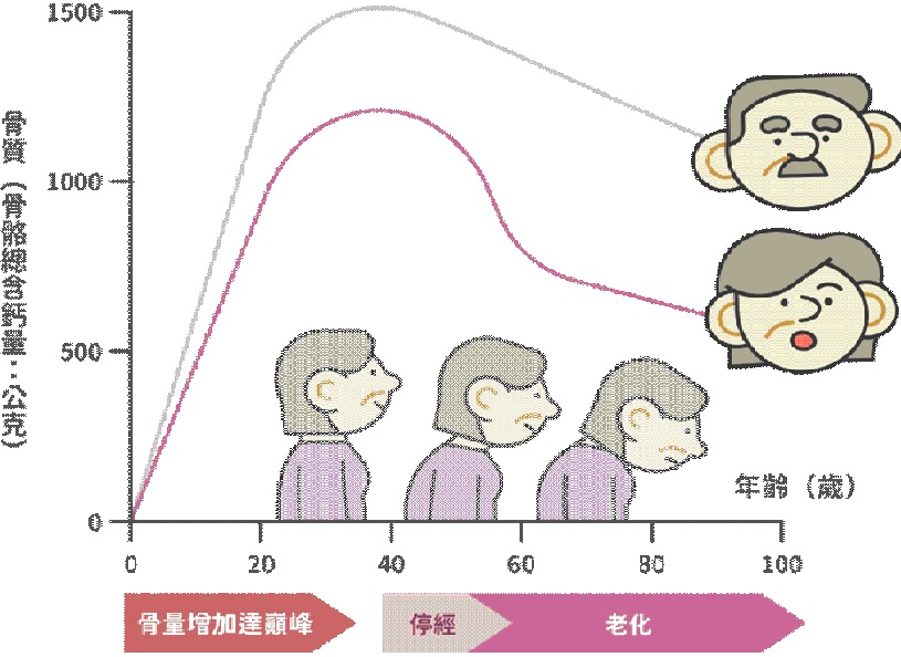 圖2尖峰骨質_Peak_bone_mass與年齡曲線圖.jpg